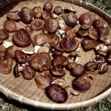 Da li je moguće sušiti gljive u električnoj sušilici